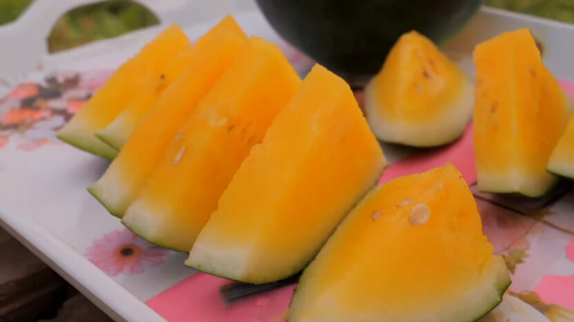 Ripening Yellow Melon without seeds