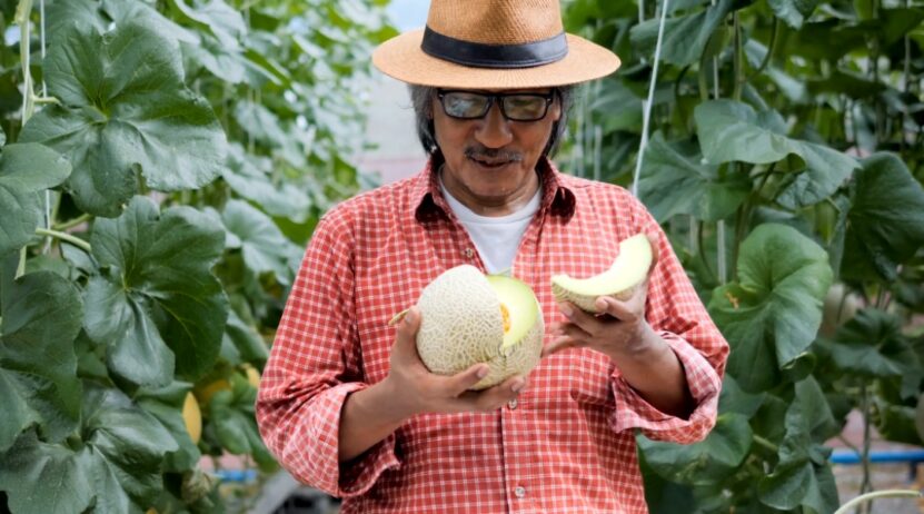 Harvesting casaba melon