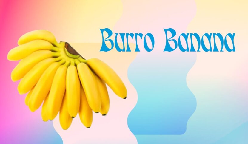 Burro Banana